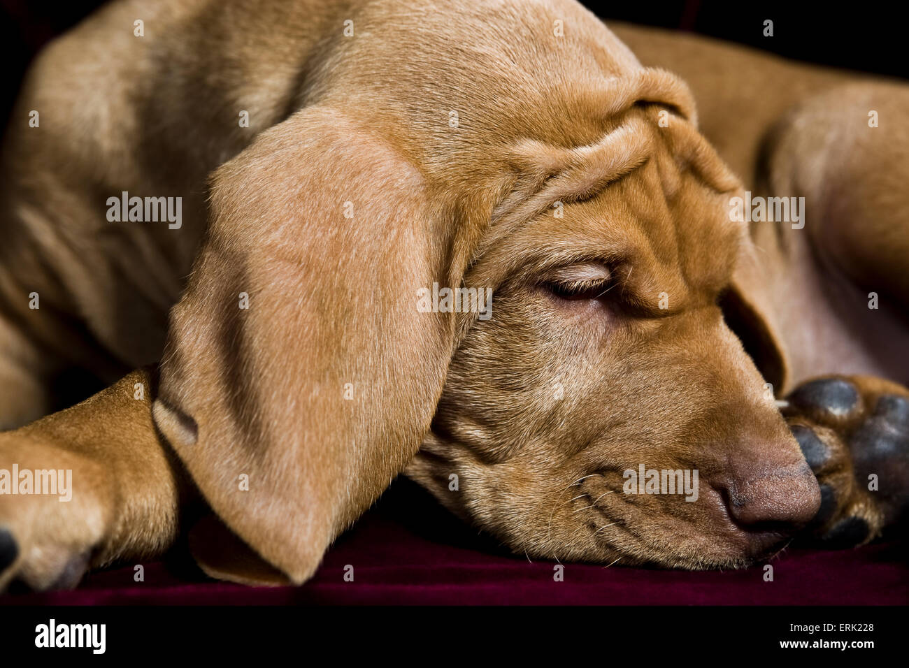 Studio in prossimità dei giovani Vizsla cucciolo avvolto a ricciolo dormire con grandi orecchie floppy ed extra rughe sulla sua fronte e la testa Foto Stock