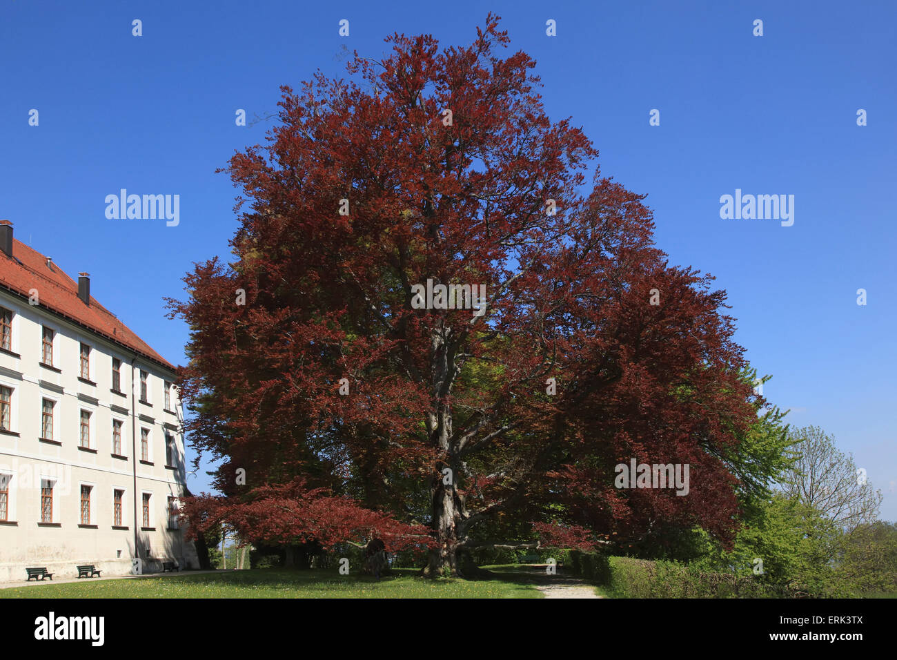 Un grande rosso-leafed tree accanto a un edificio e percorso; Die Herreninsel im Chiemsee, Bayern, Germania Foto Stock