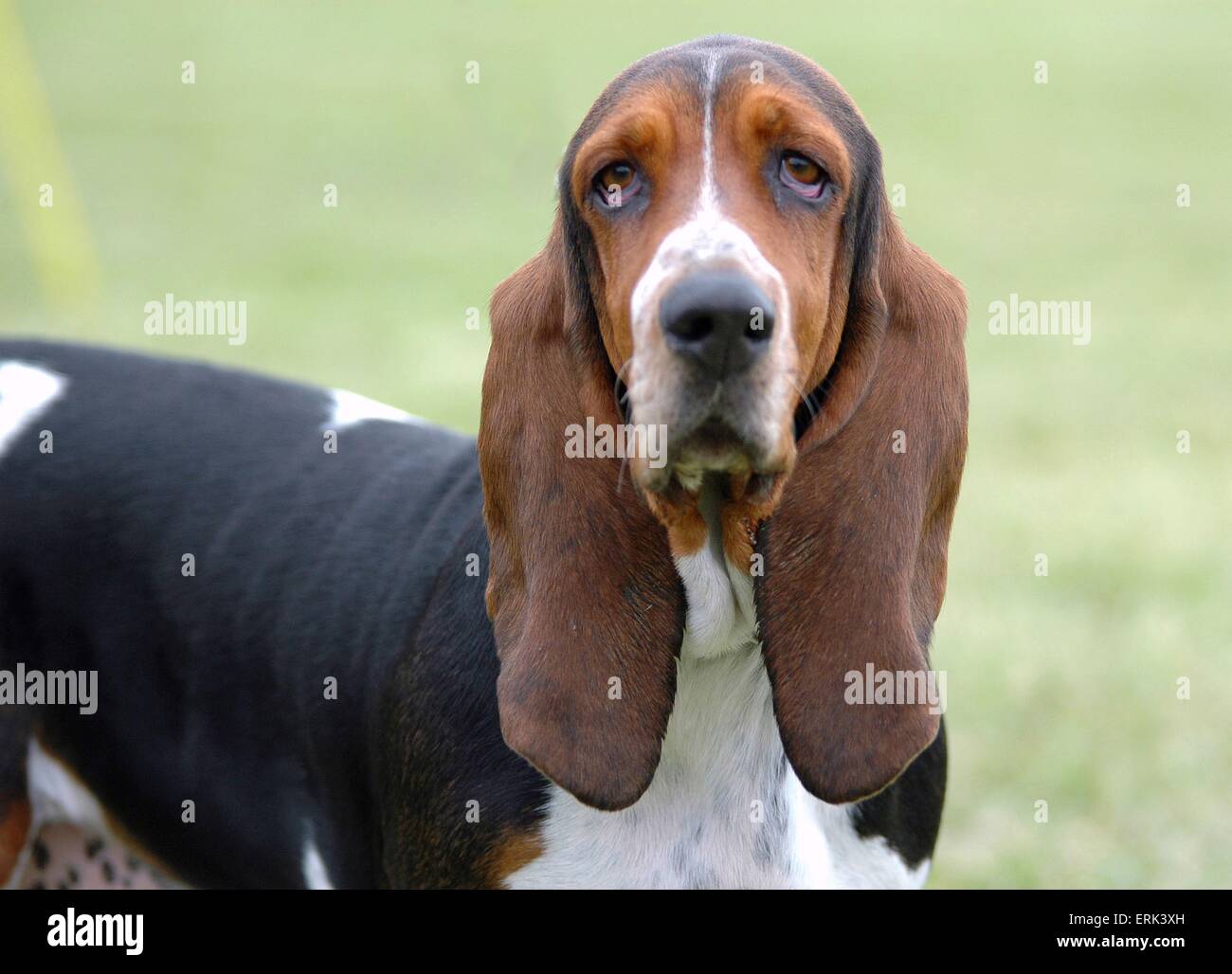 Basset Hound ritratto Foto Stock