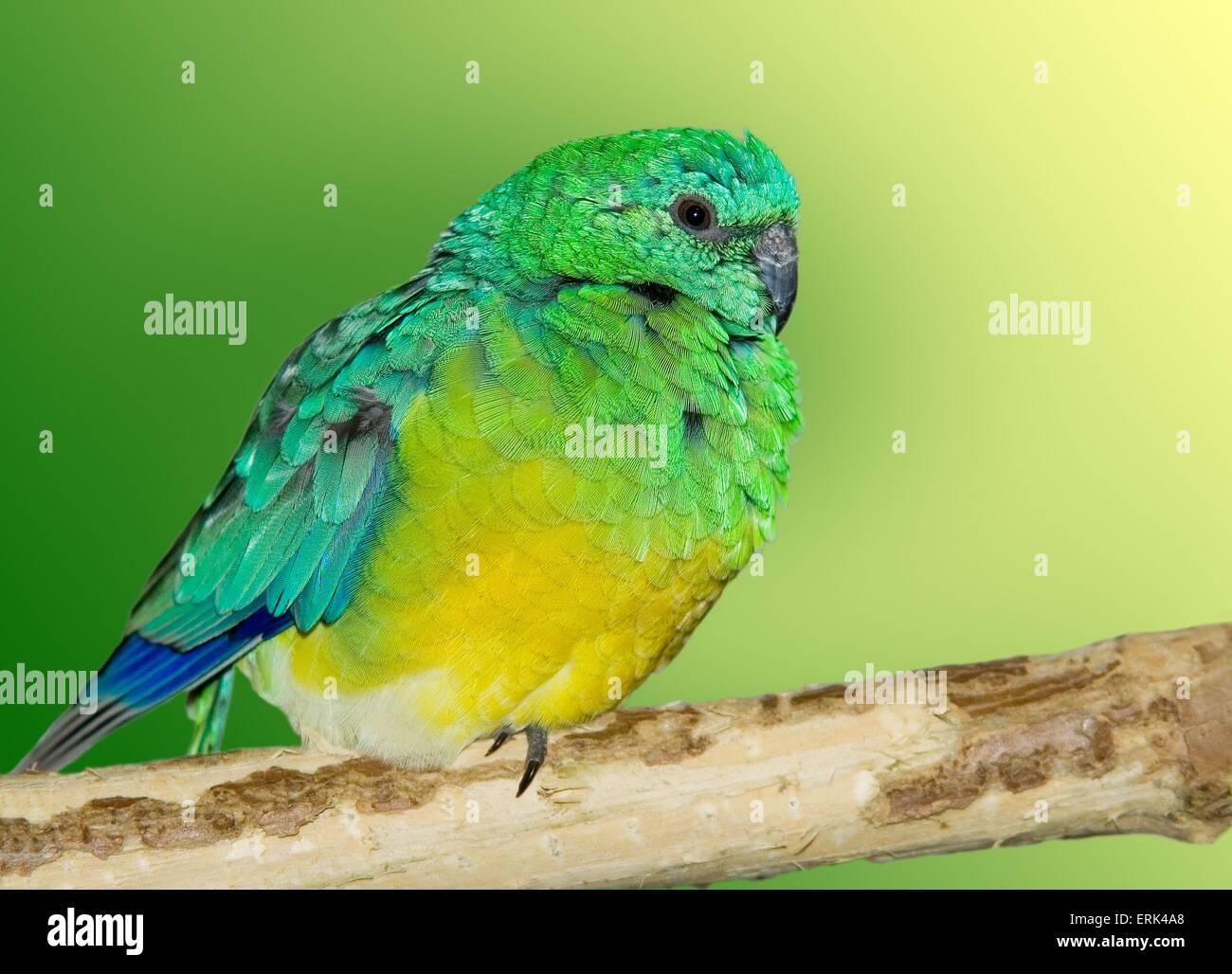 Rosso-rumped Parrot Foto Stock