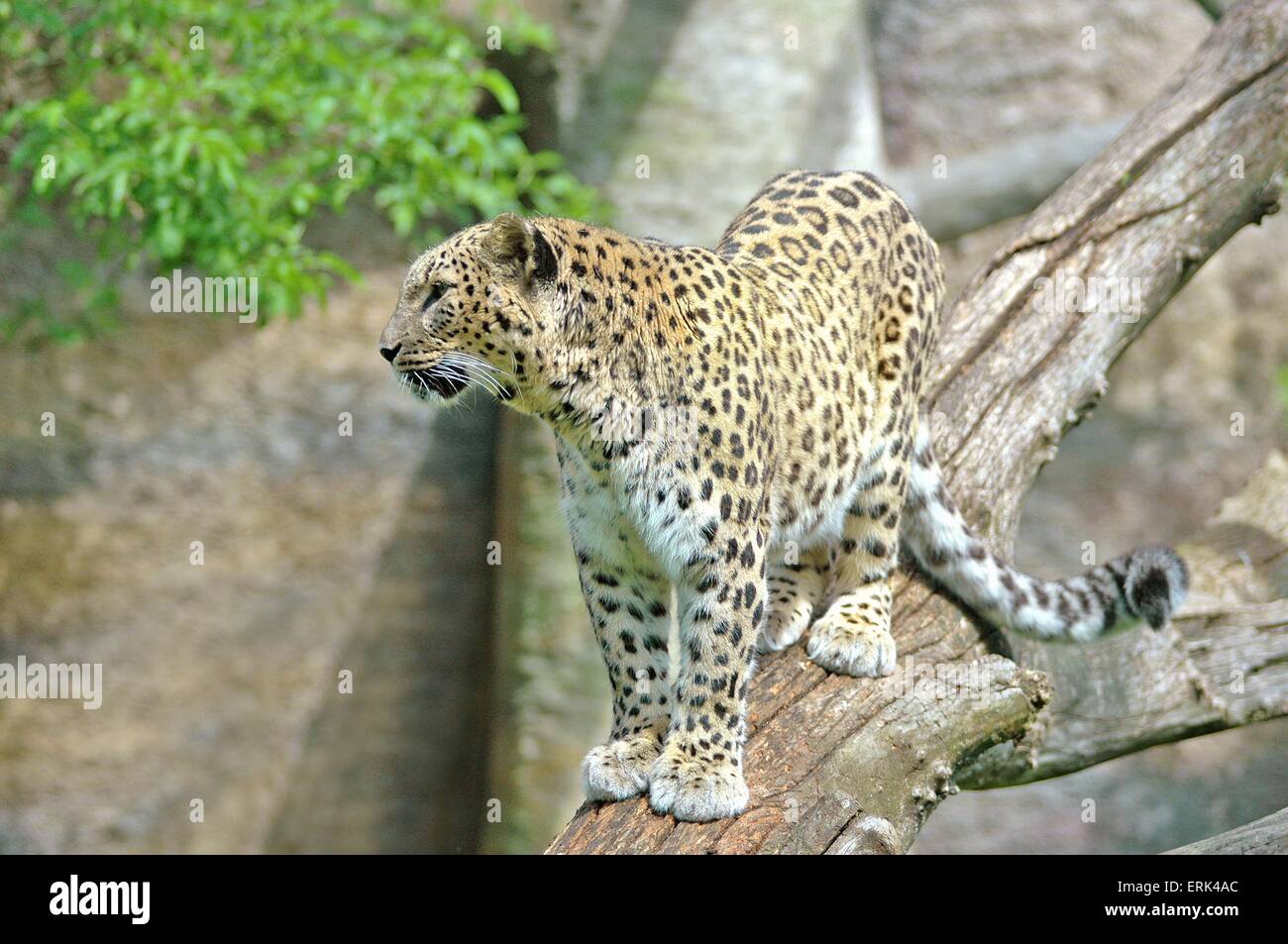 Leopardo Foto Stock
