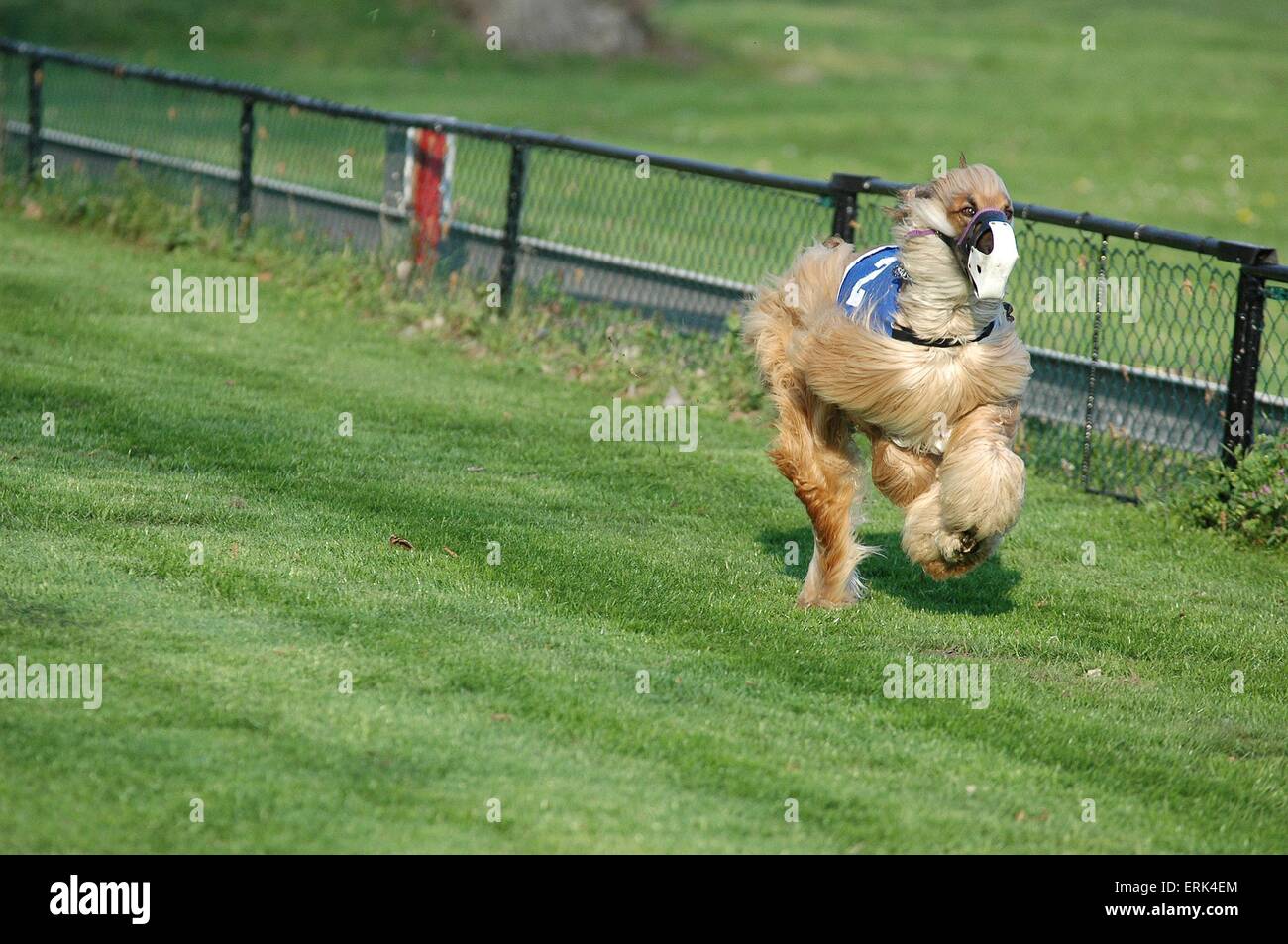 Dog racing Foto Stock