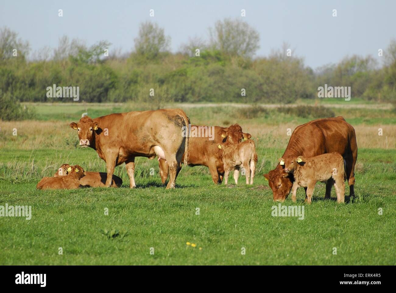 mandria di mucche Foto Stock