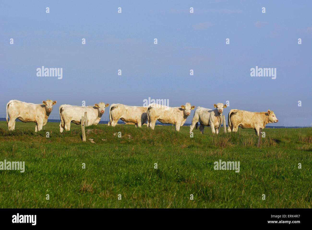 mandria di mucche Foto Stock