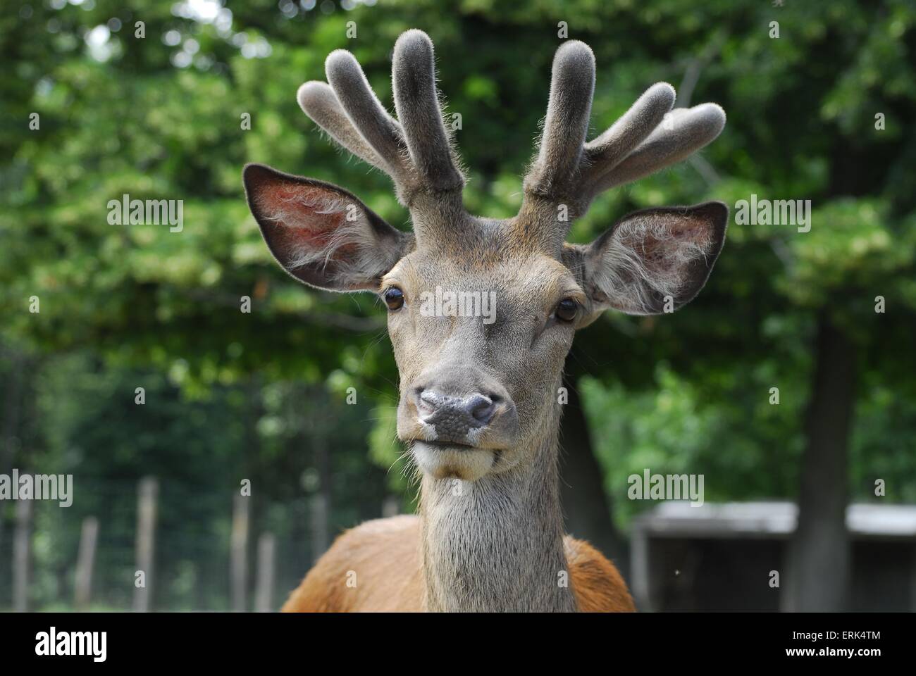 Red deer Foto Stock