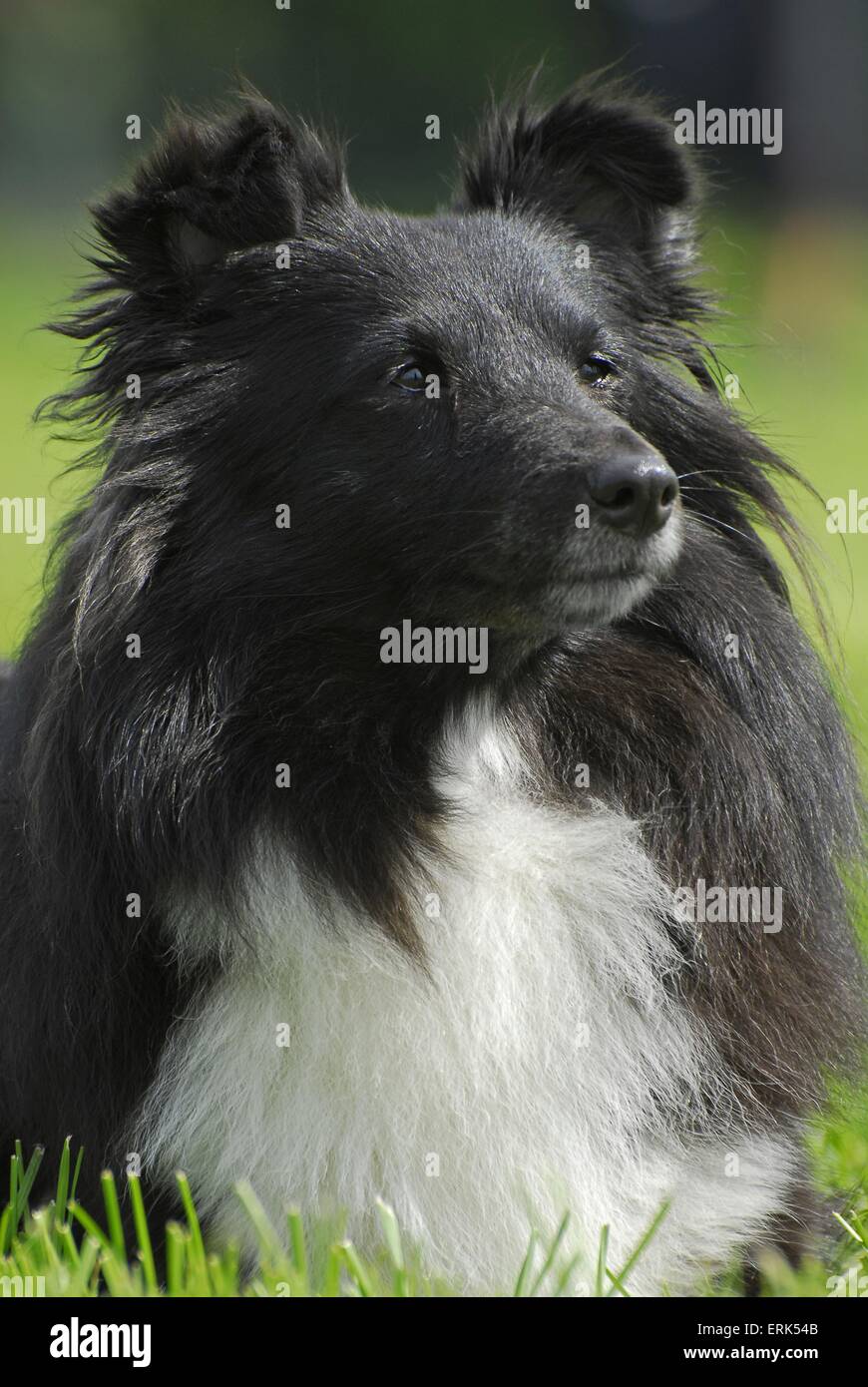 Sheepdog Shetland Foto Stock