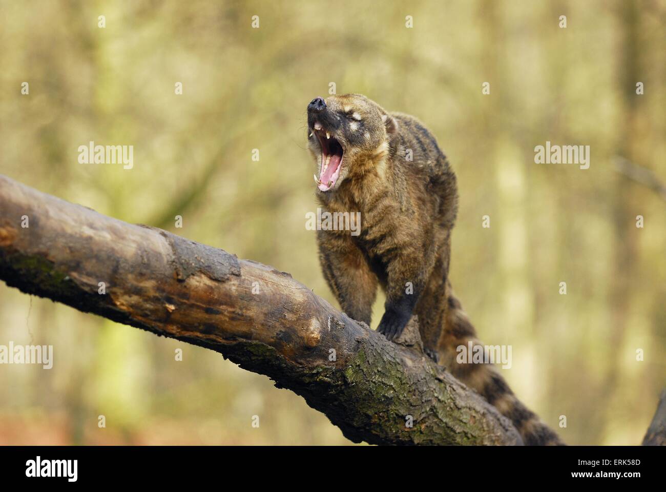 Coati Foto Stock