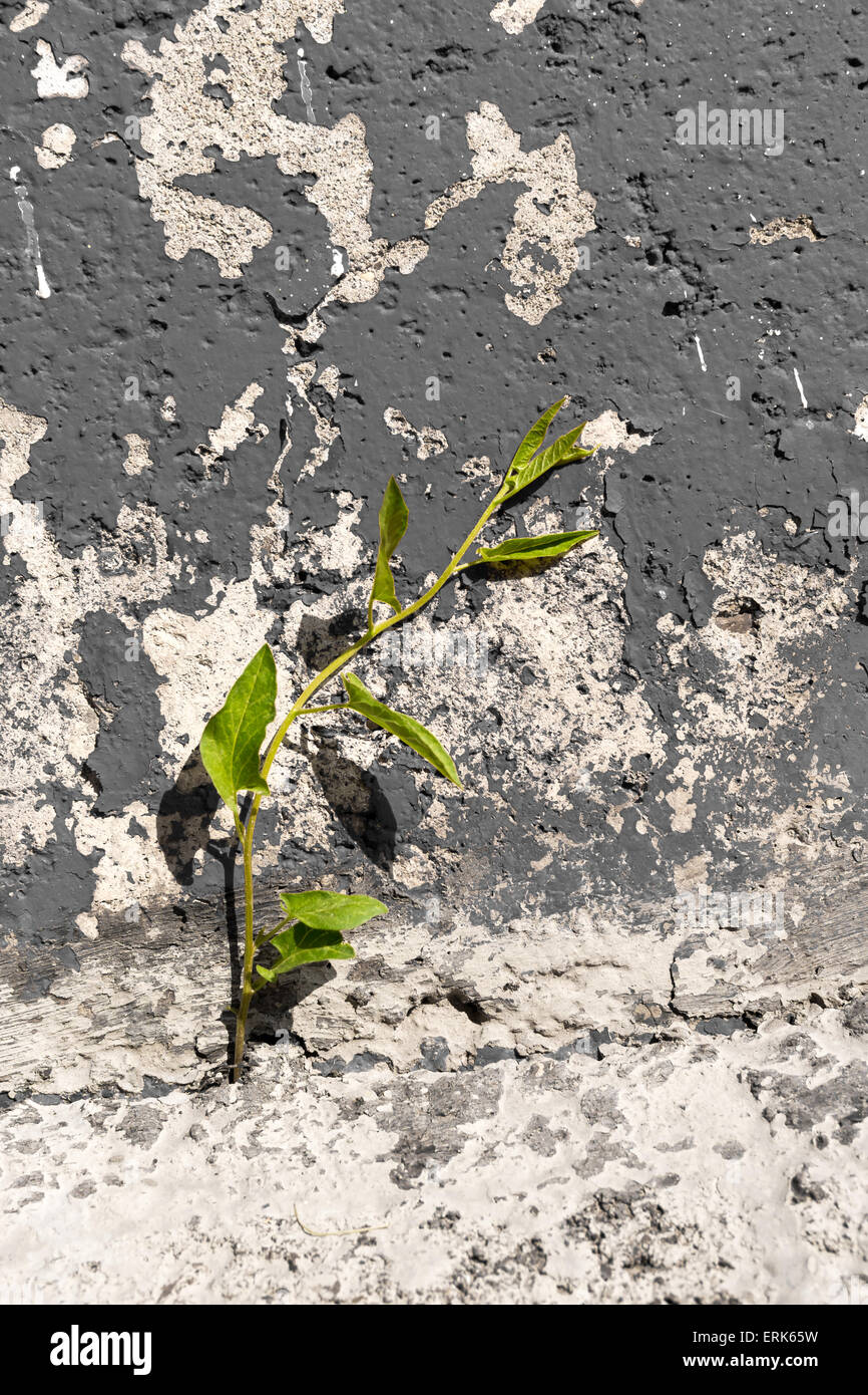 Singola base di edera pianta crescono fuori del calcestruzzo urbana Foto Stock