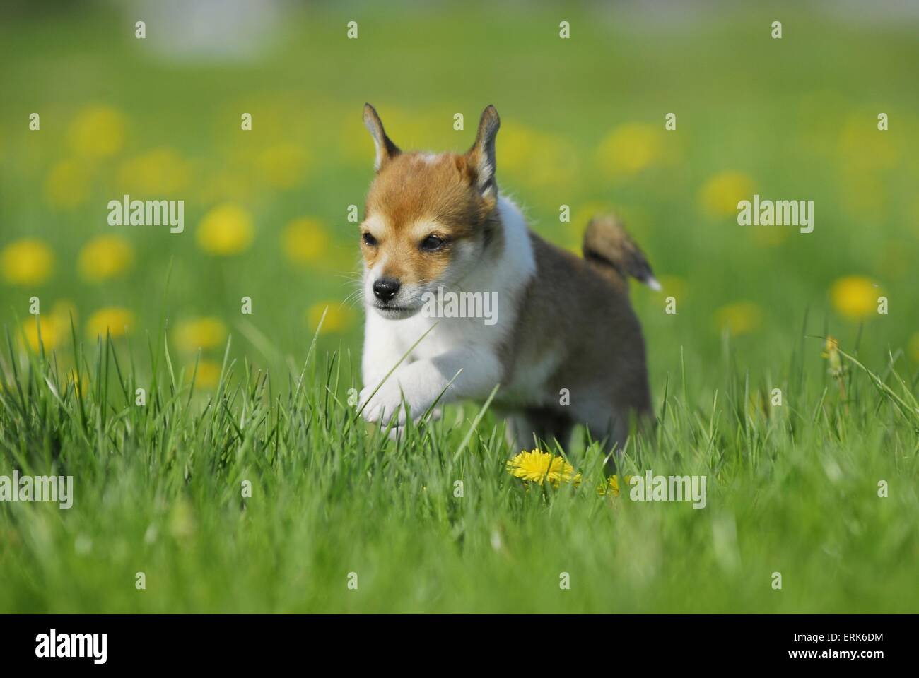 Norwegian Lundehund cucciolo Foto Stock