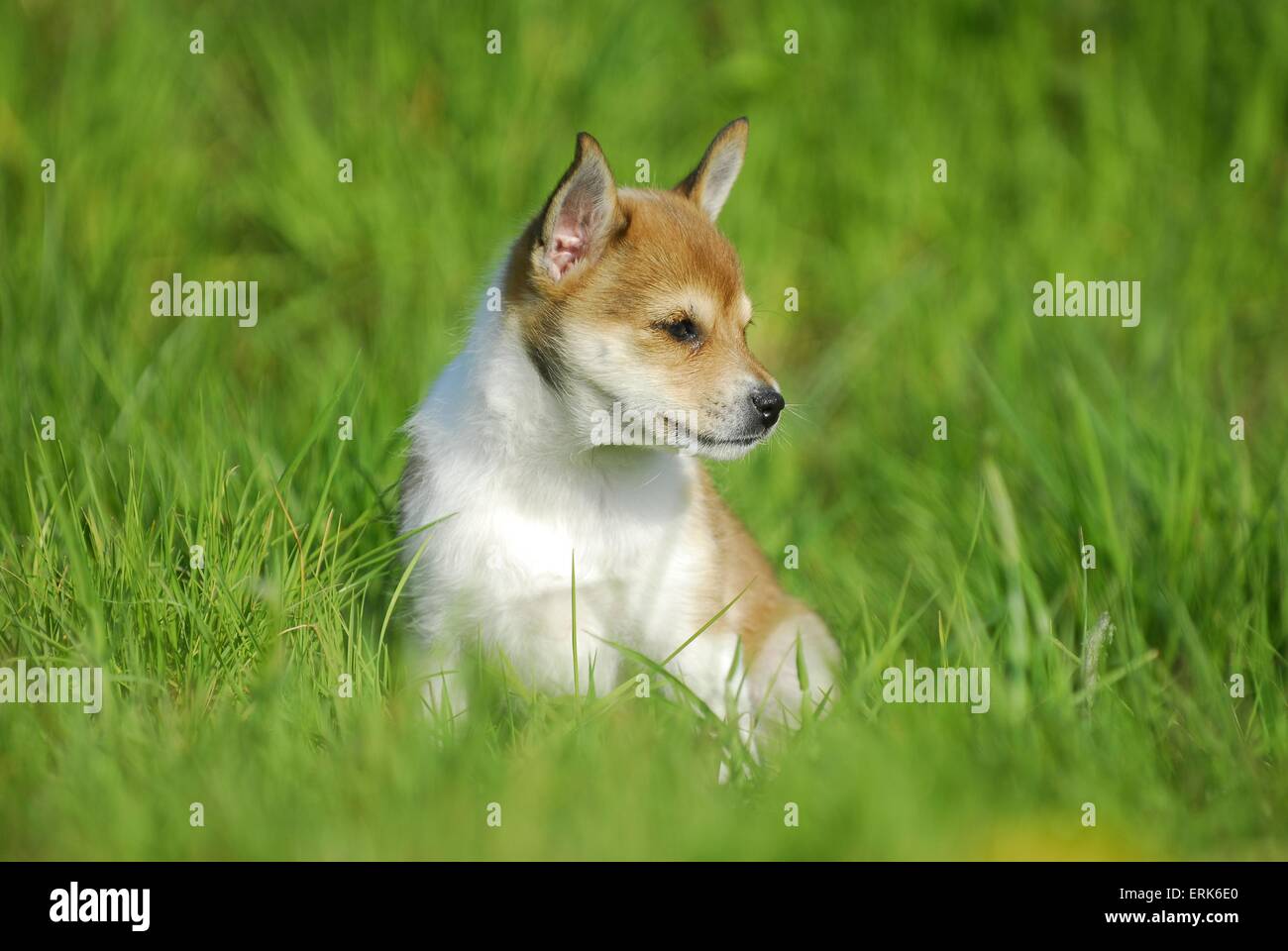 Norwegian Lundehund cucciolo Foto Stock