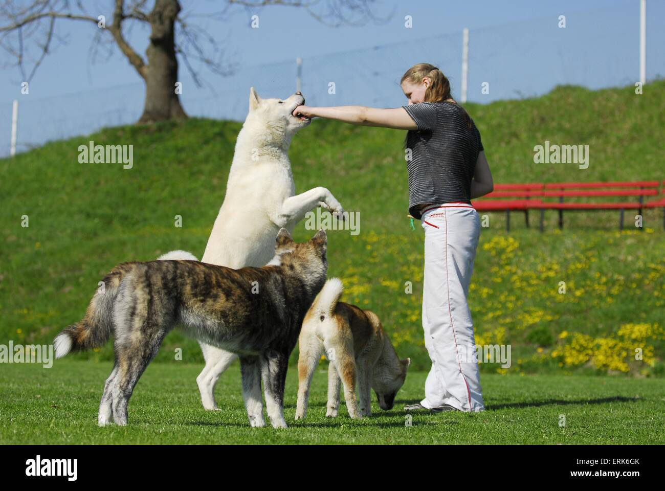 Donna con Akita-Inus Foto Stock