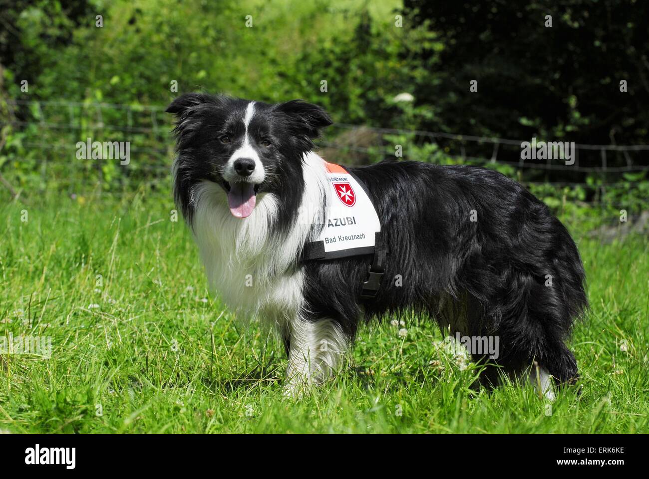cane da salvataggio Foto Stock