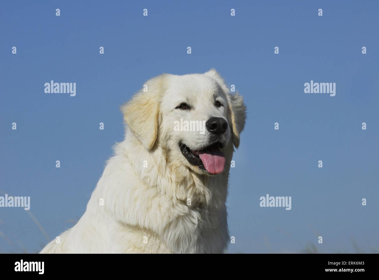 Polski Owczarek ritratto Foto Stock