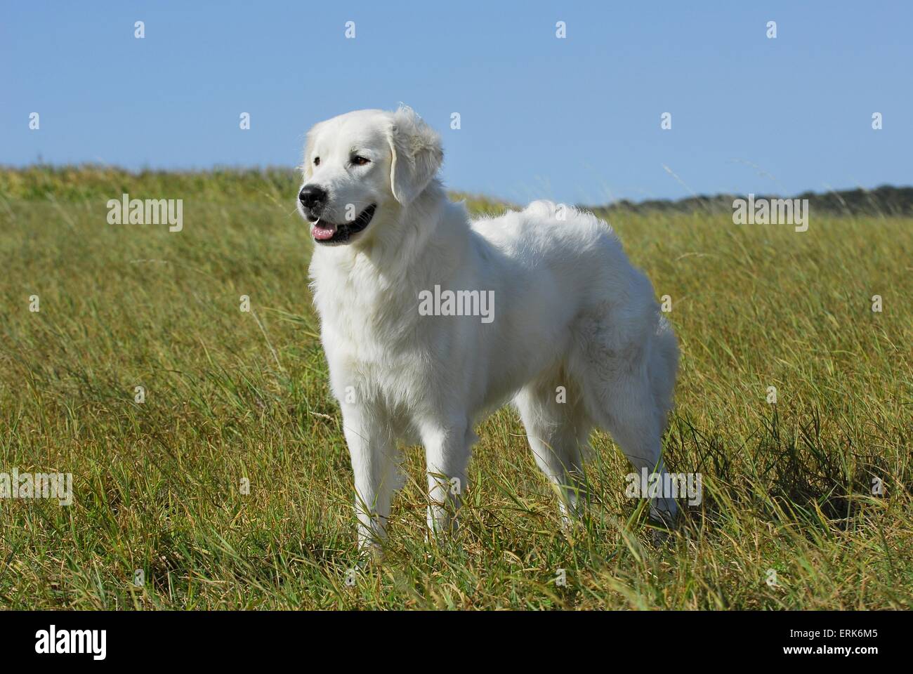 Polski Owczarek Foto Stock