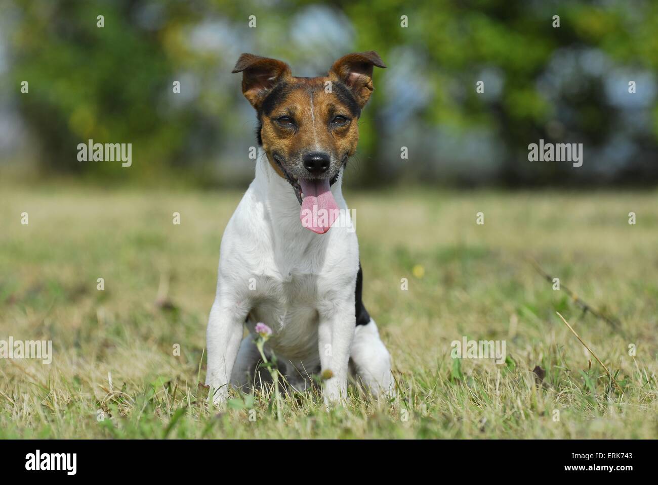 Jack Russell Terrier Foto Stock