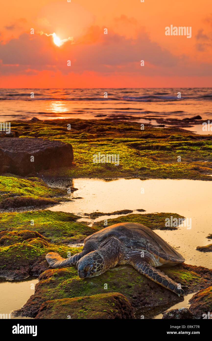 Tartaruga Verde,Hawaii,Tramonto,Beach Foto Stock