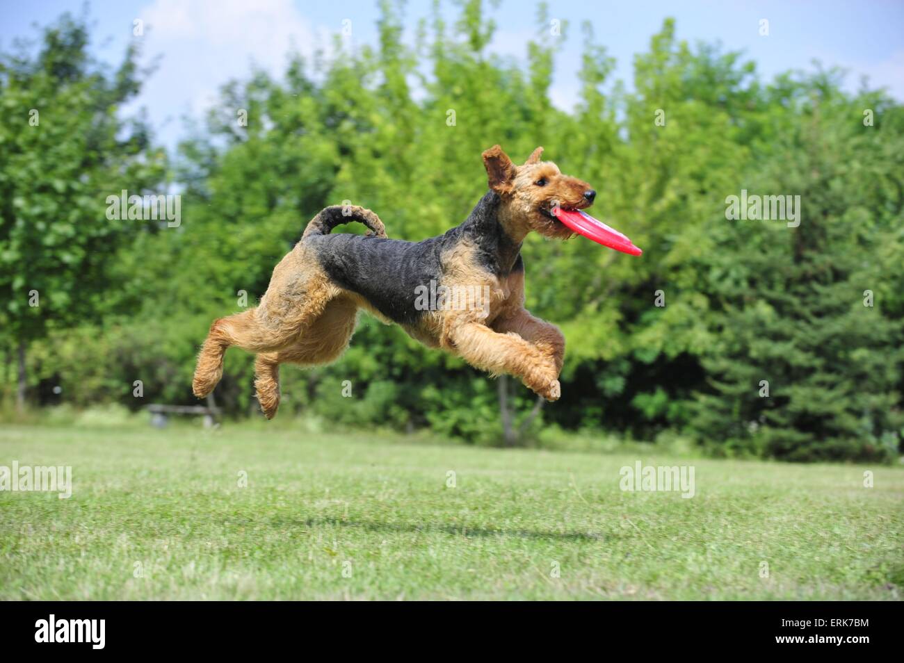 Riproduzione di Airedale Terrier Foto Stock