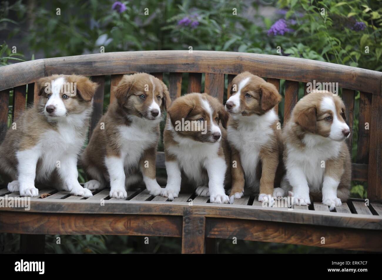 Cuccioli di cane Border Collie in vendita - annuncio N. 114782
