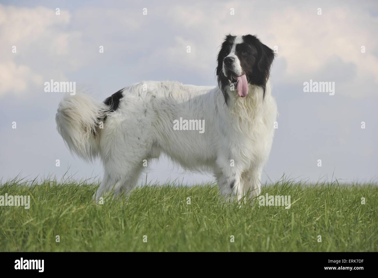 Landseer Foto Stock