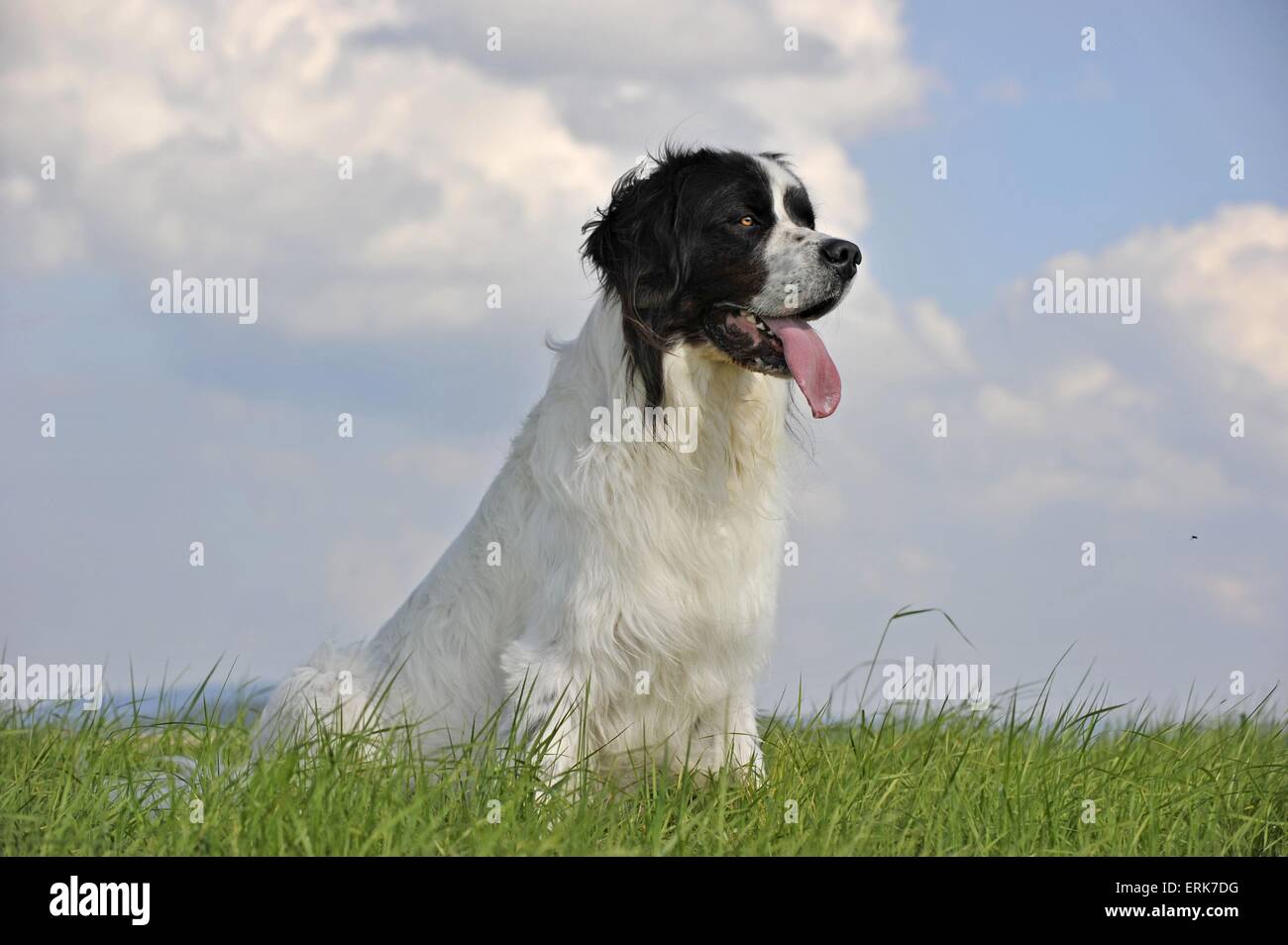 Landseer Foto Stock