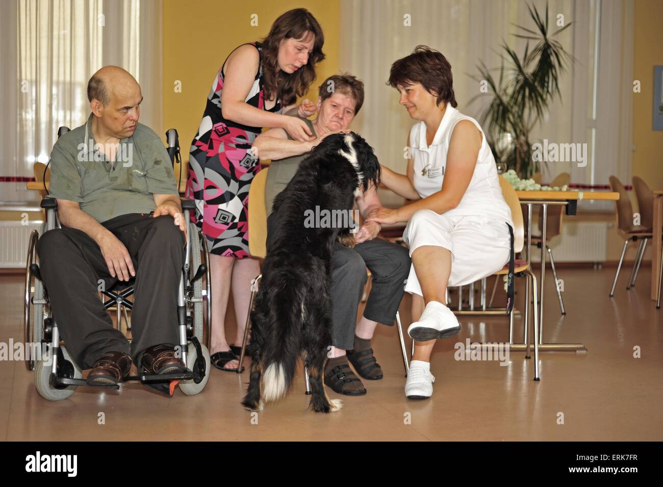 La terapia cane al lavoro Foto Stock