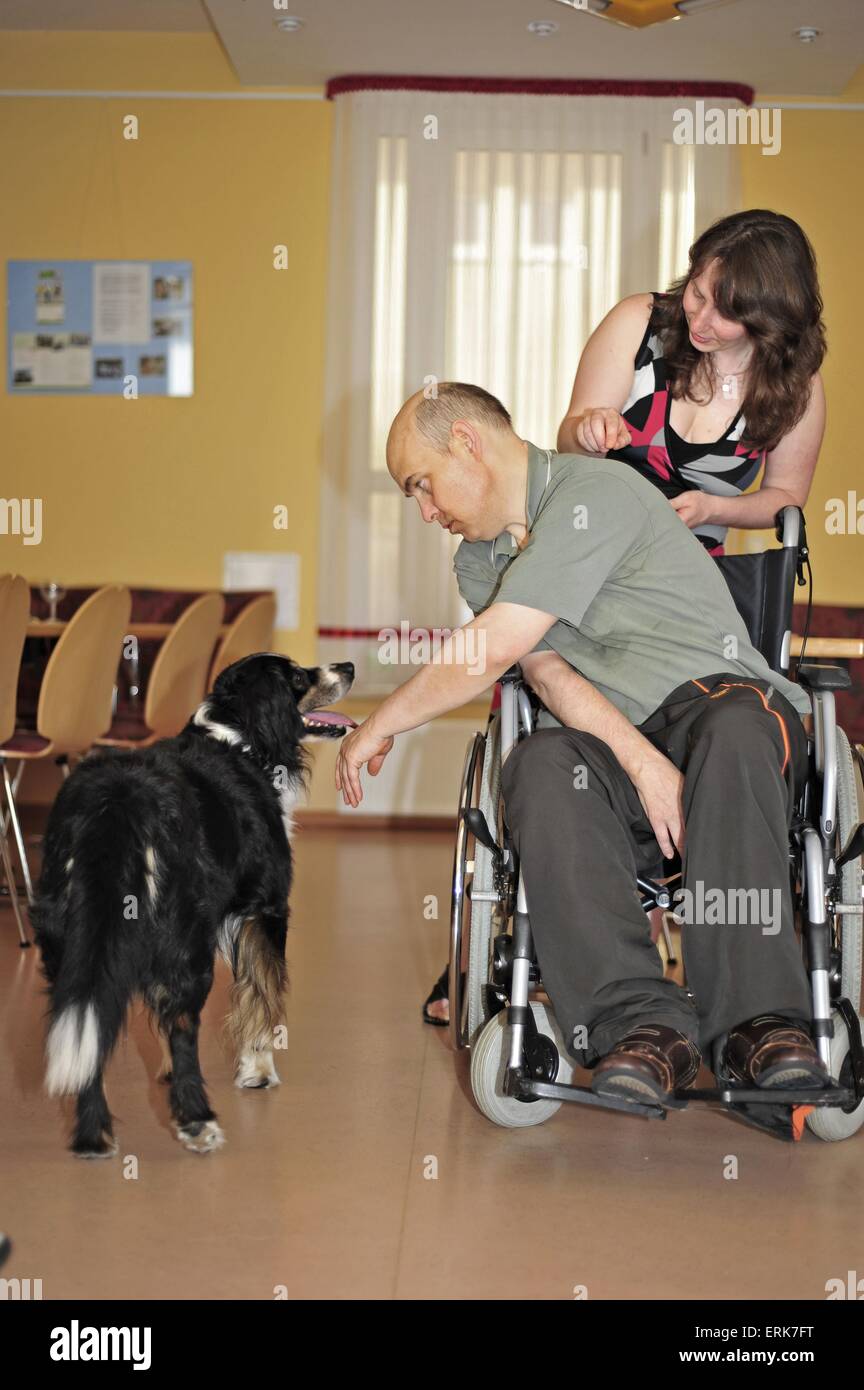 La terapia cane al lavoro Foto Stock