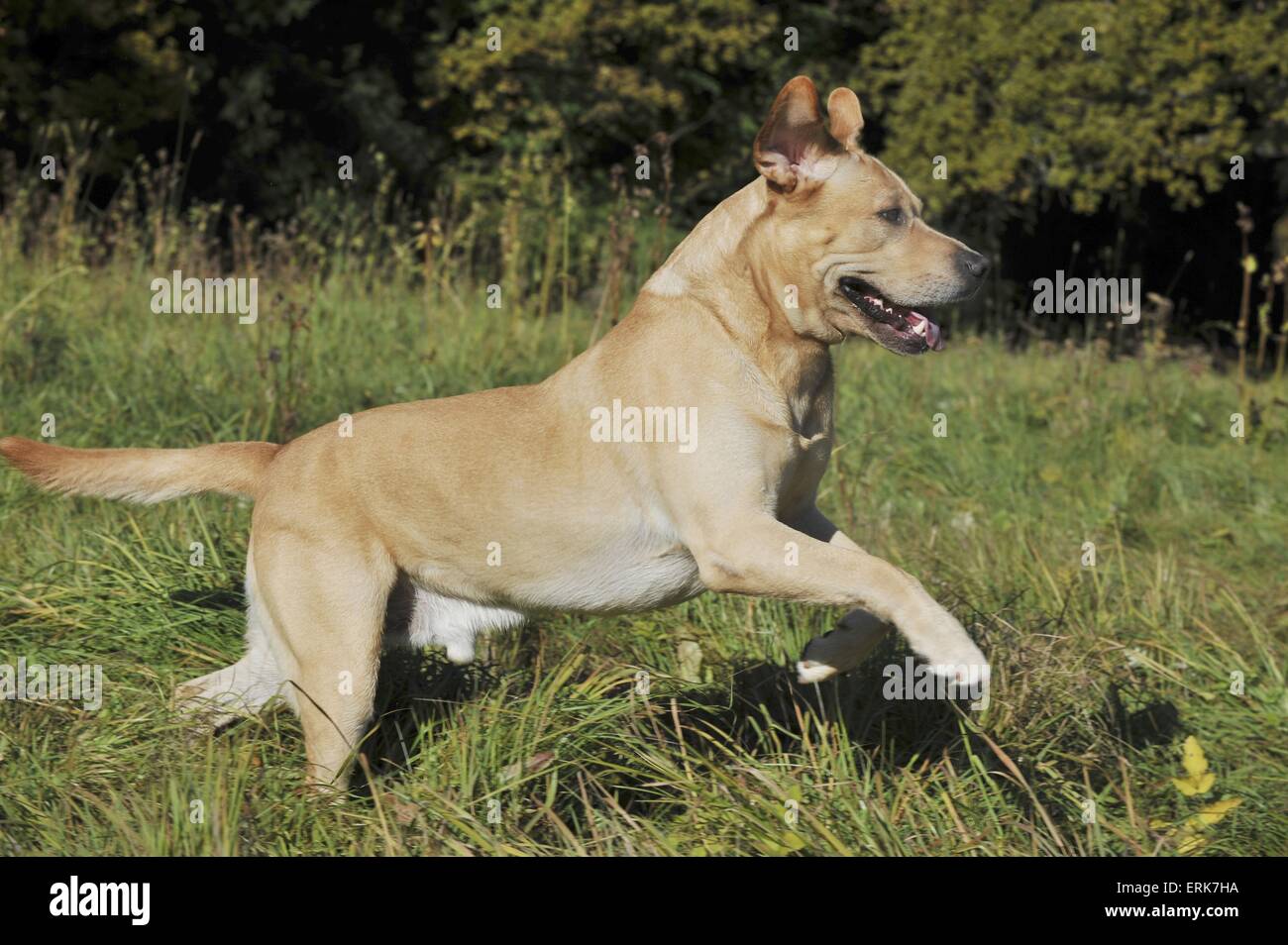 Esecuzione di Labrador Retriever Foto Stock