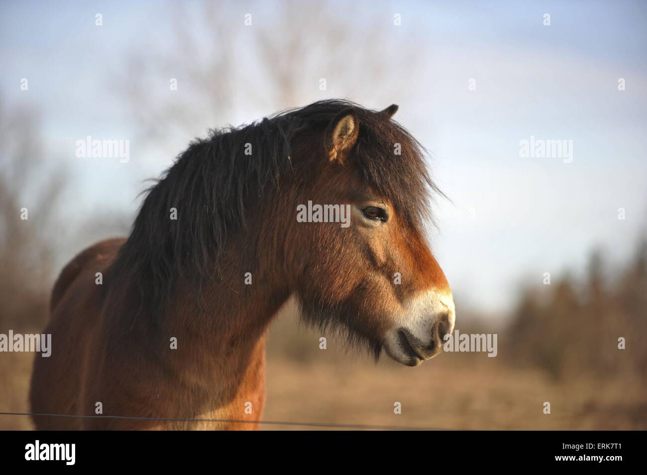 Exmoor-Pony ritratto Foto Stock
