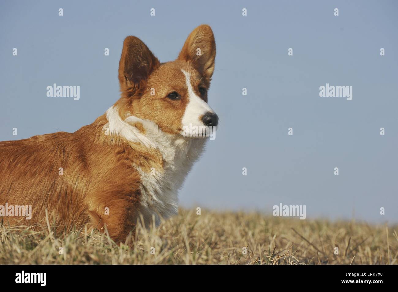 Welsh Corgi Cardigan cucciolo Foto Stock