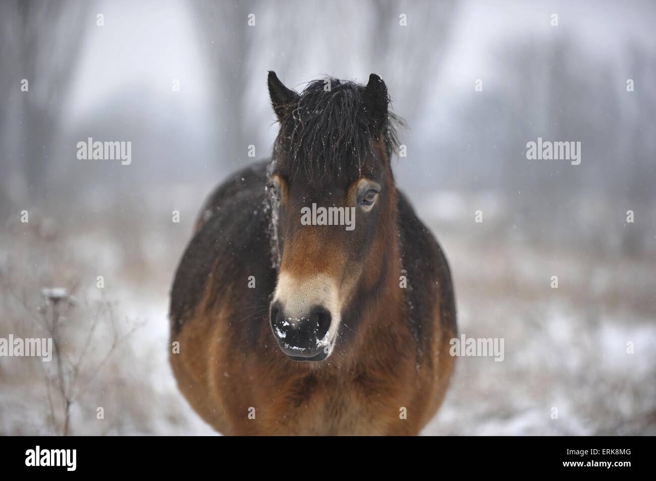 Exmoor Pony ritratto Foto Stock