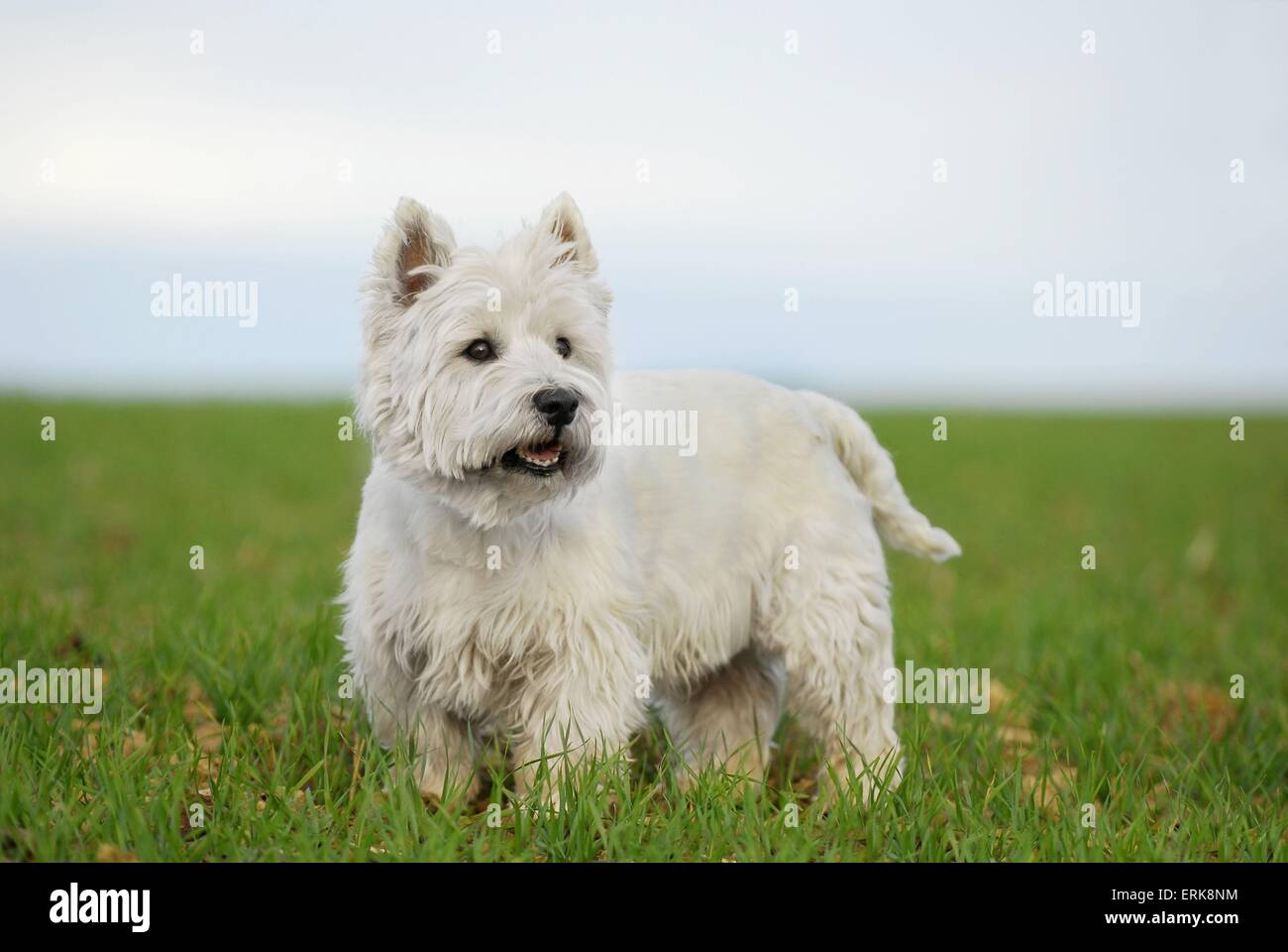 West Highland White Terrier Foto Stock