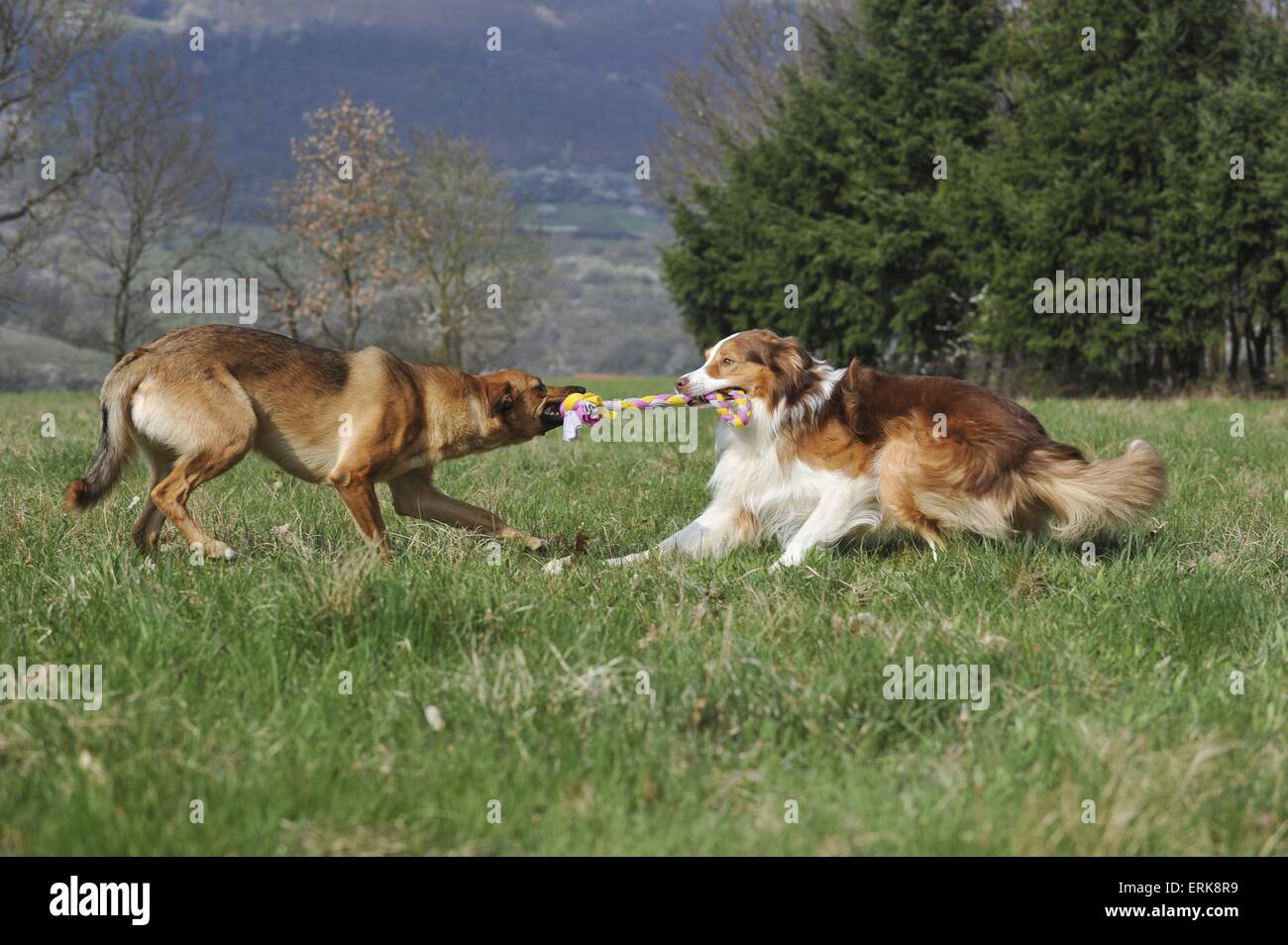 Cani che tirano immagini e fotografie stock ad alta risoluzione Alamy
