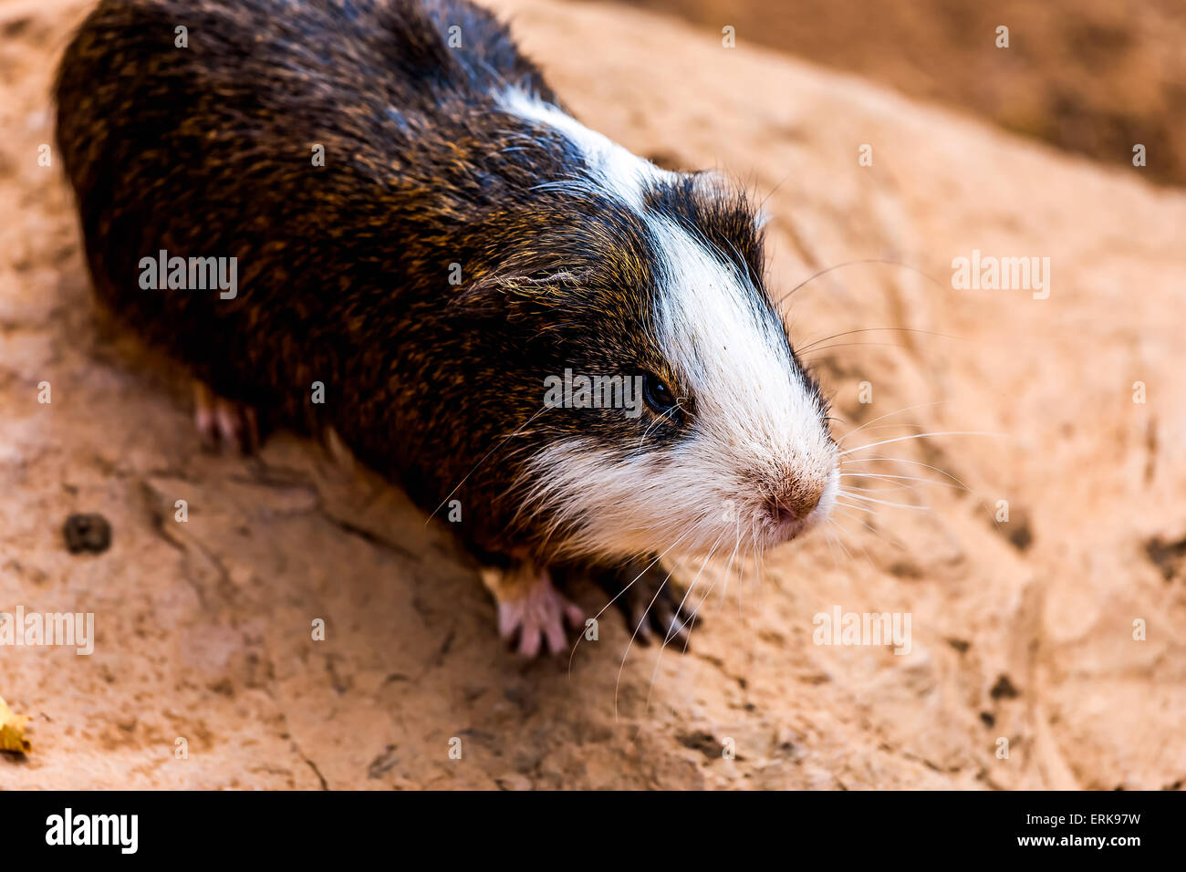 La cavia o criceto su pietra Foto Stock