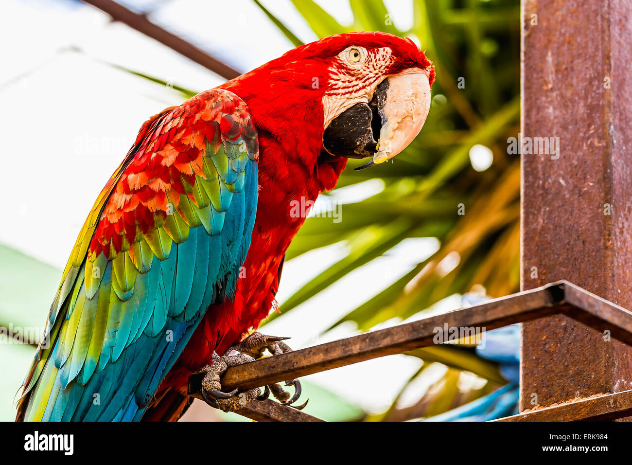 Red Macaw o ara cacatua pappagallo ubicazione su metallo pesce persico in zoo Foto Stock