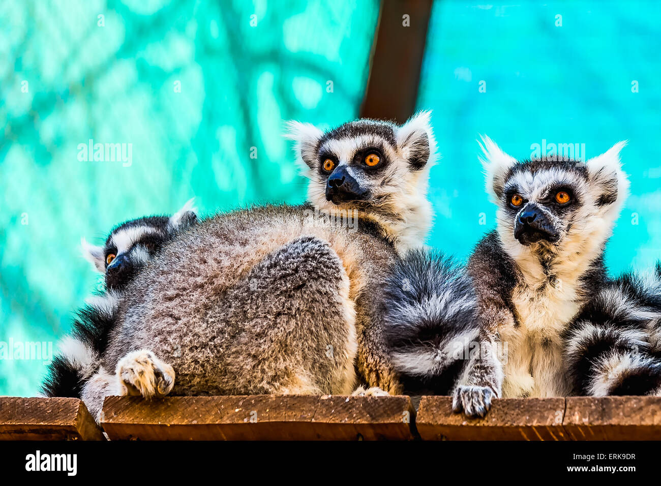 Lemuri famiglia sul pannello di legno tavole superficie in zoo Foto Stock