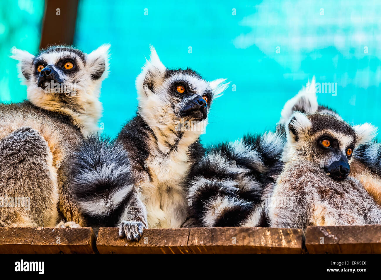 Lemuri famiglia sul pannello di legno tavole superficie Foto Stock