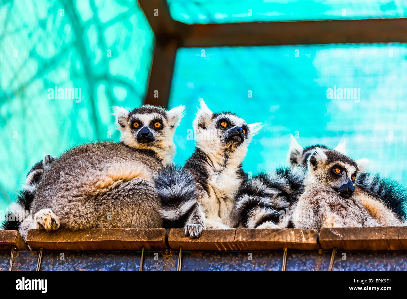 Lemuri famiglia seduta su tavole di legno superficie in zoo Foto Stock