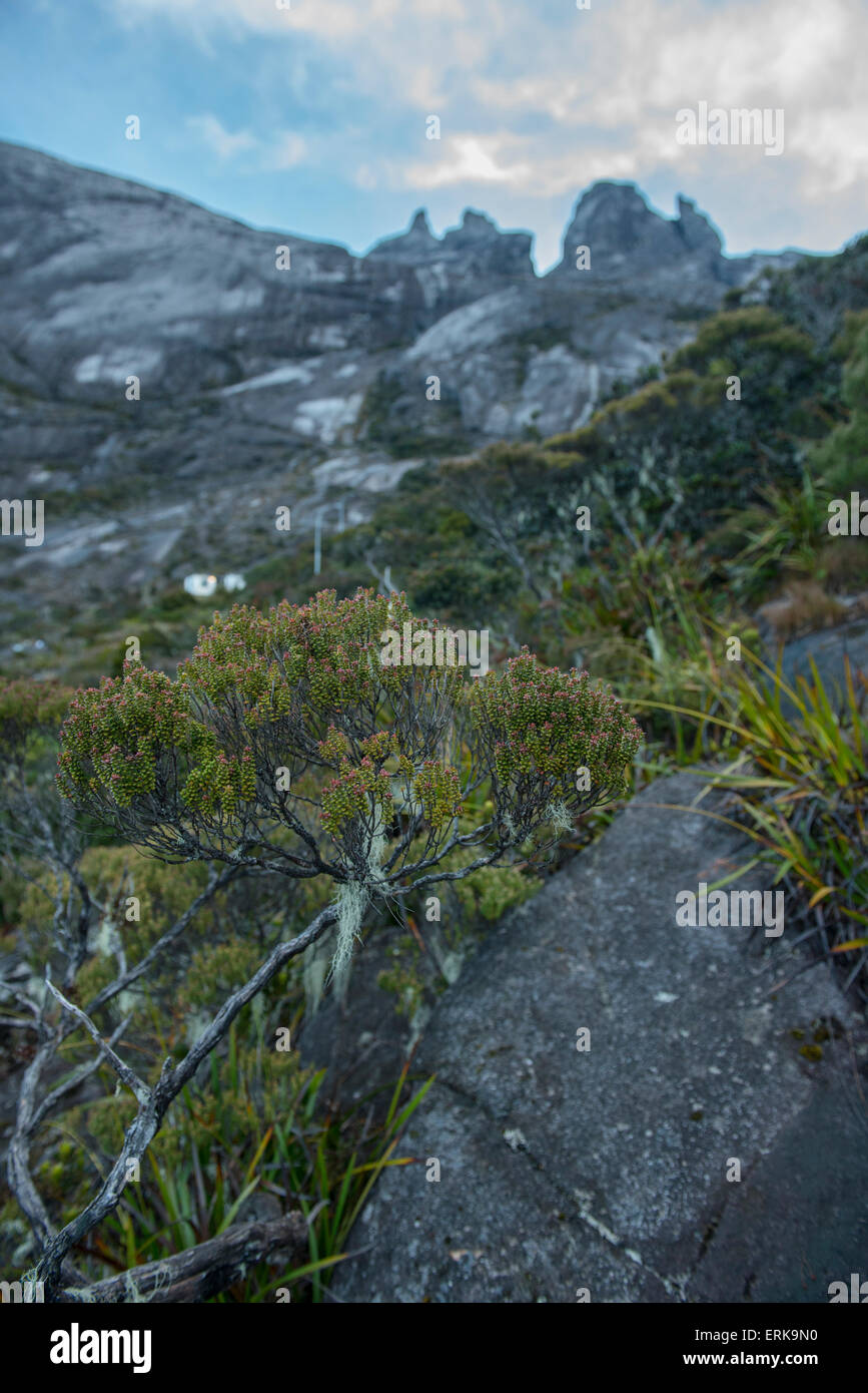 Montane vegetazioni con il picco in background, Mount Kinabalu, Sabah Borneo, Malaysia Foto Stock