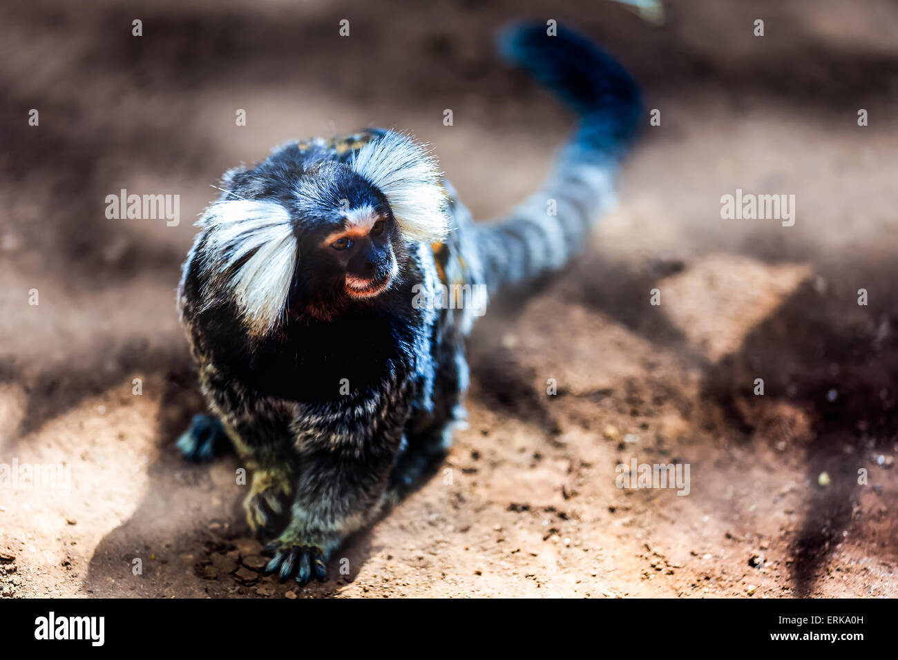 Bianco delle scimmie marmoset tufted o titi de penachos blancos Foto Stock