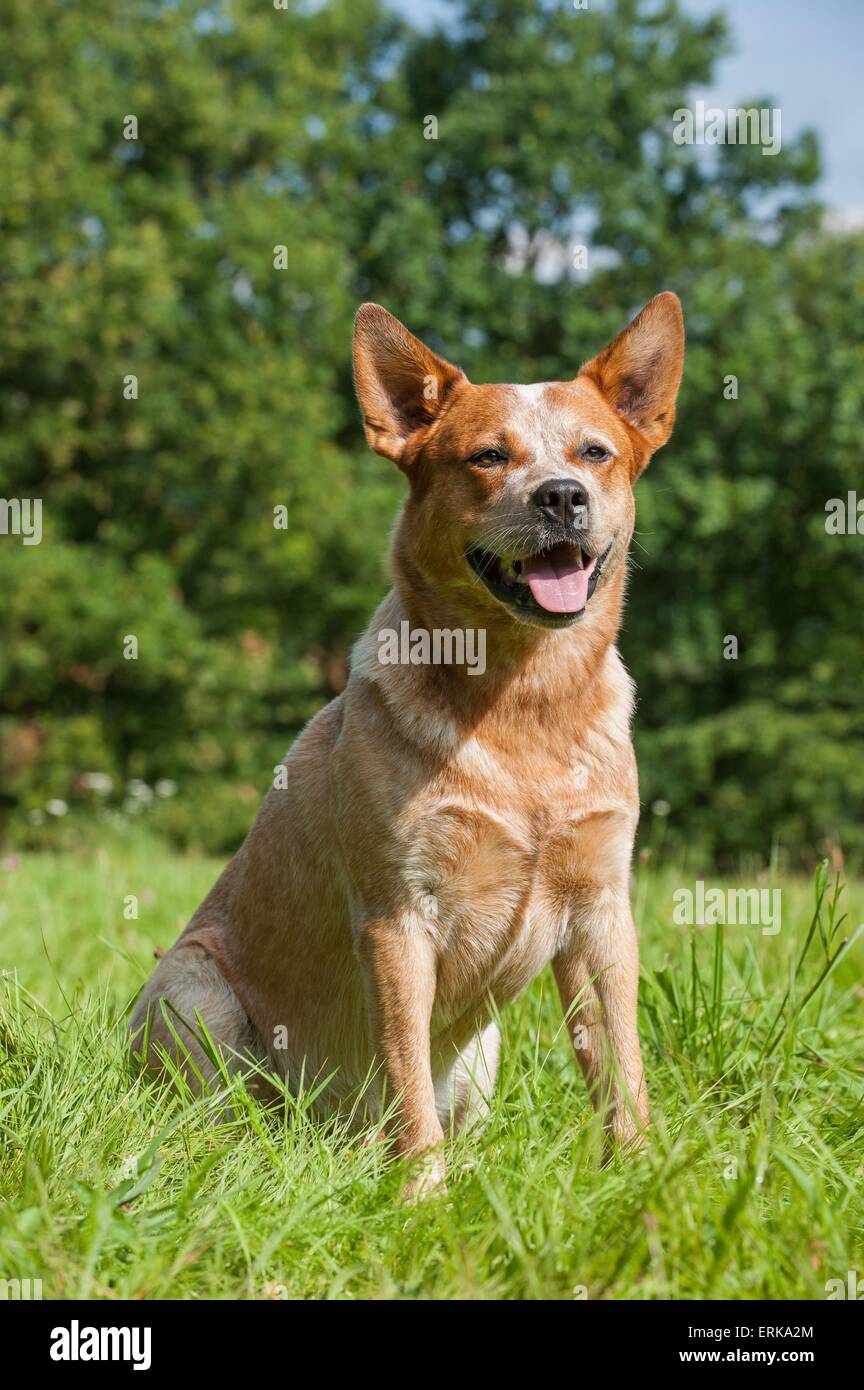 Udienza Miniature pinscher Foto Stock