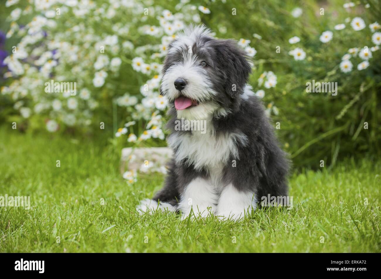 Bearded collie puppy immagini e fotografie stock ad alta risoluzione - Alamy