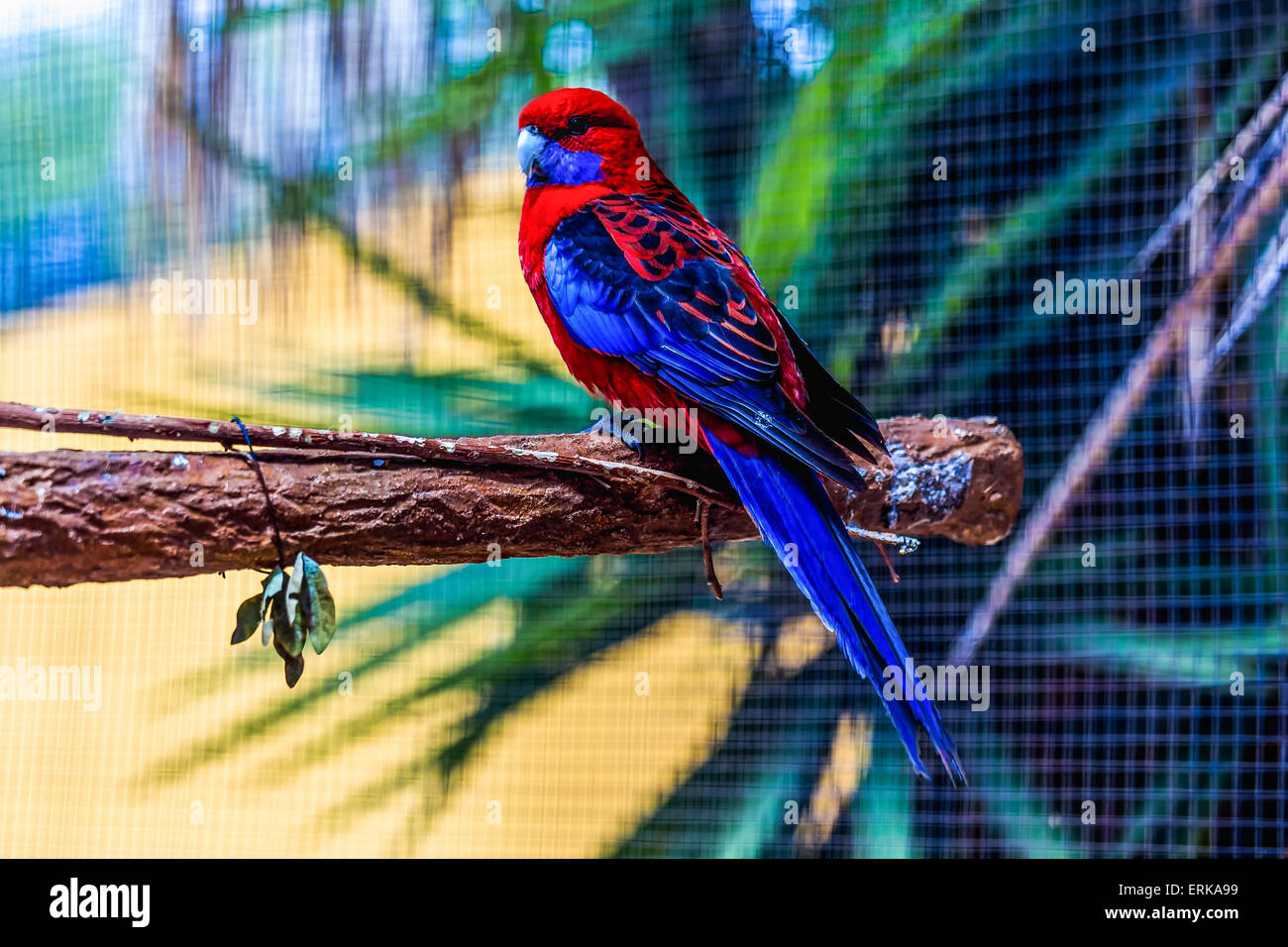 Blu e rosso parrot ubicazione sul pesce persico del legno in zoo Foto Stock