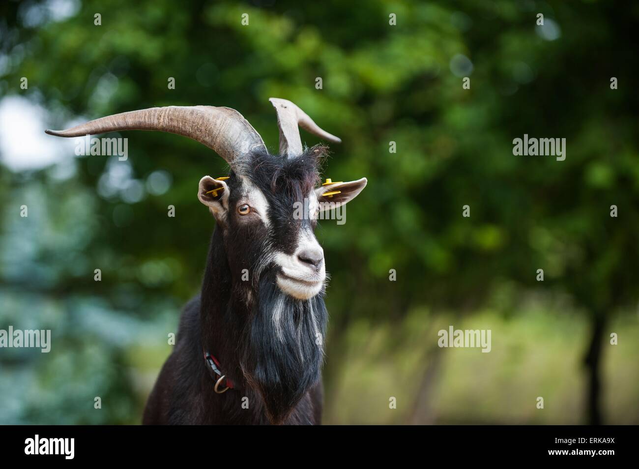 capra Foto Stock