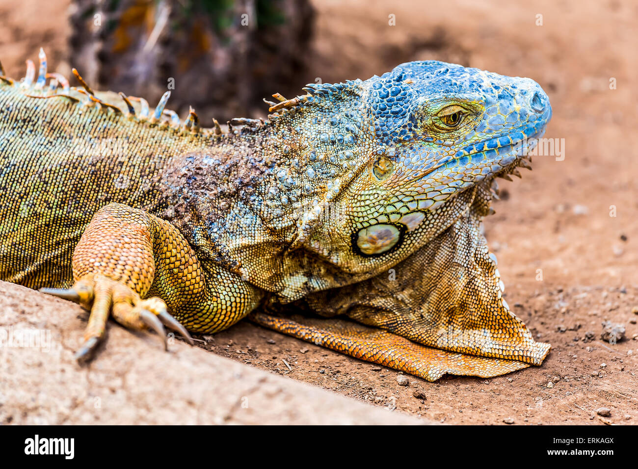 Primo piano di iguana o testa di lucertola su giallo sabbia nel deserto Foto Stock