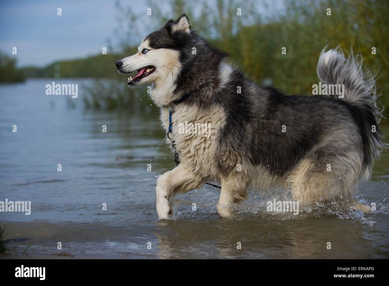 Esecuzione di Siberian Husky Foto Stock