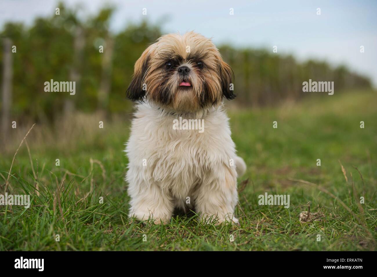 Udienza Shih Tzu Foto Stock