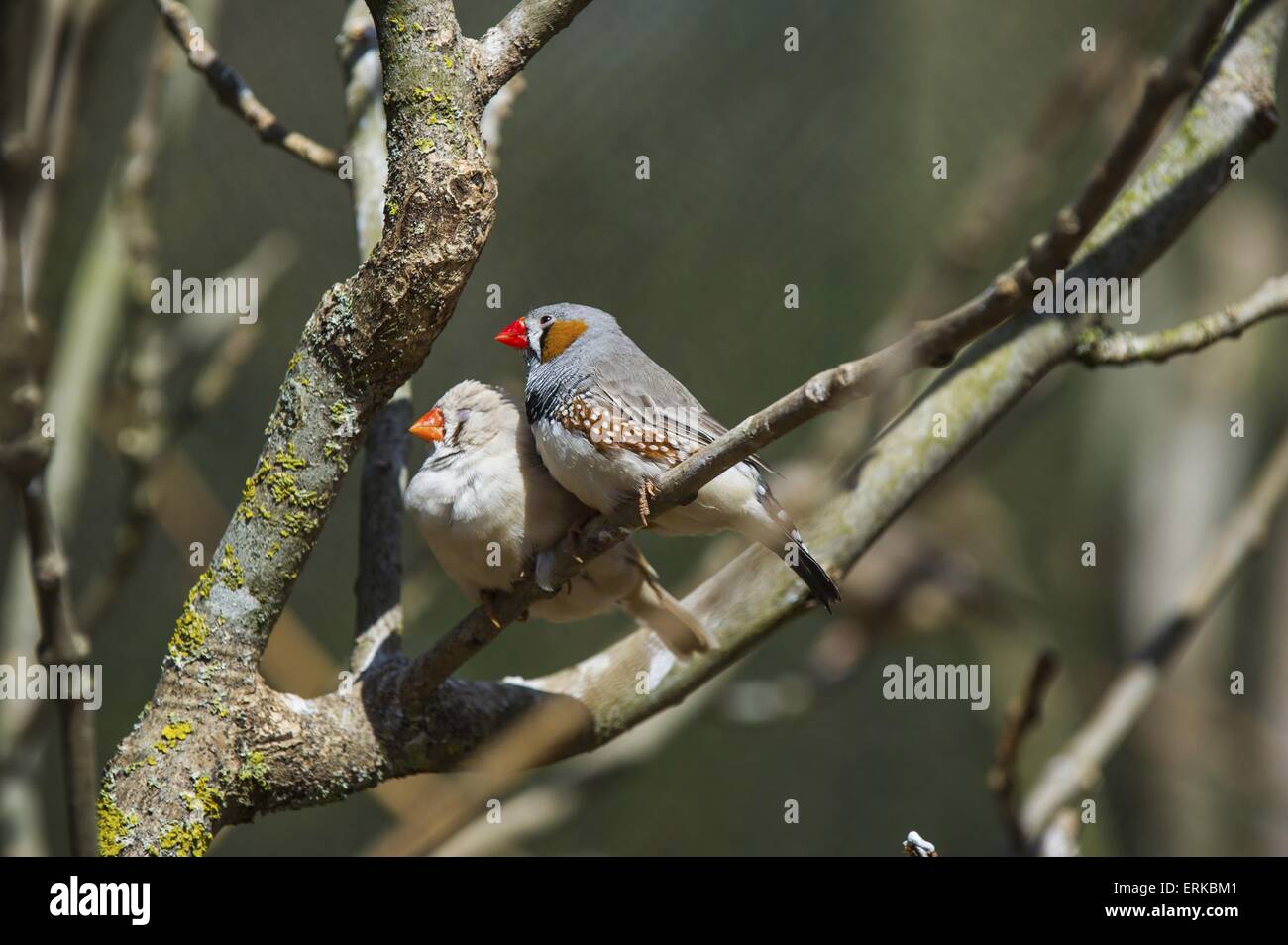 Zebra finches Bird Park Marlow Foto Stock