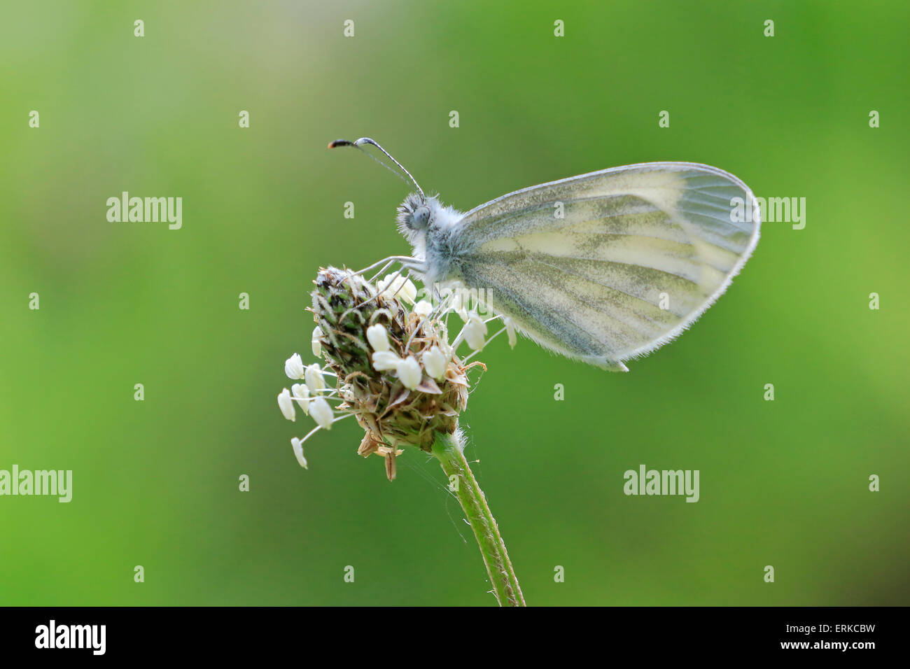 Legno bianco Butterfly appollaiato sulla testa di sementi Foto Stock