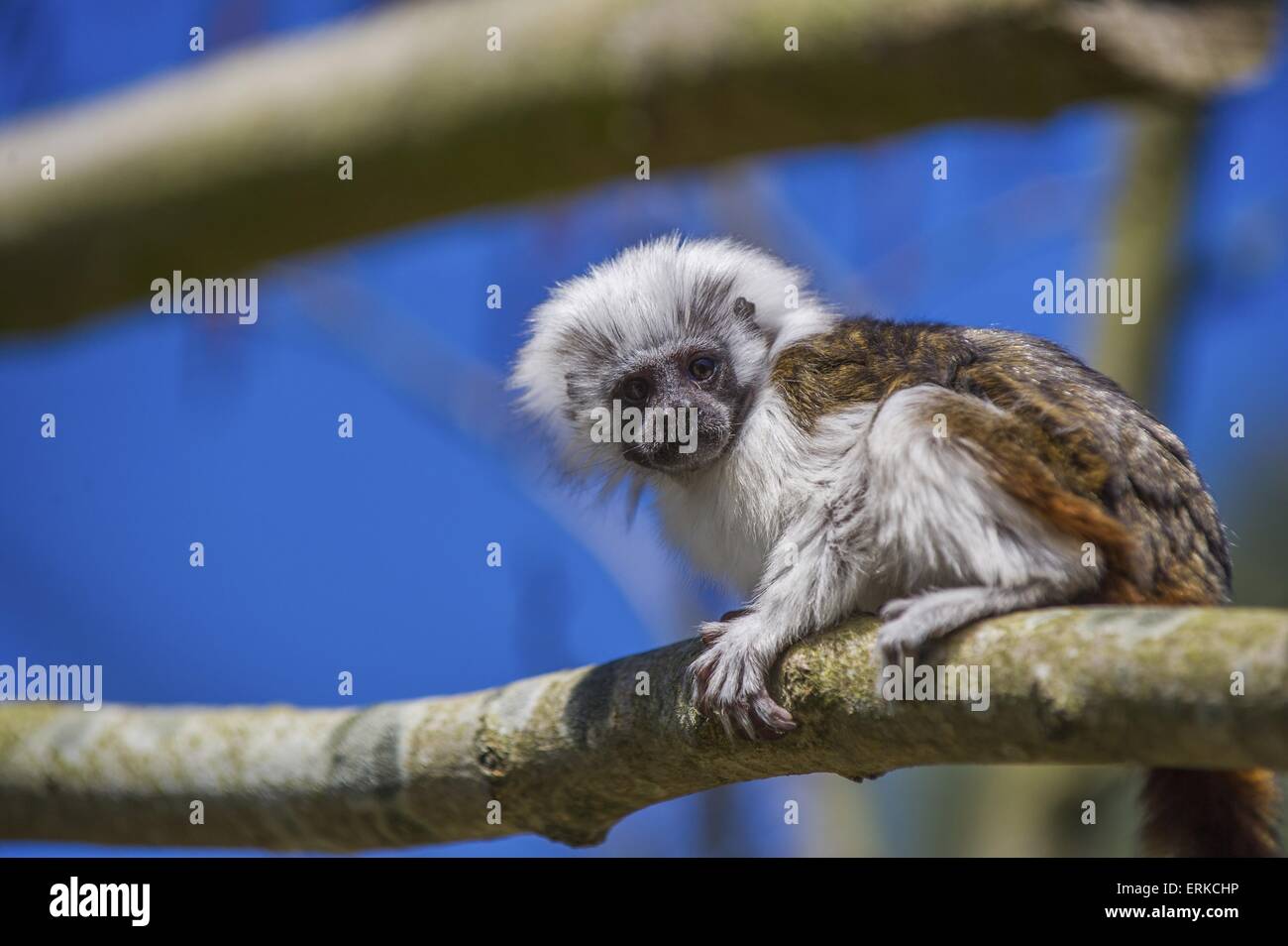 Cottontop tamarin Bird Park Marlow Foto Stock