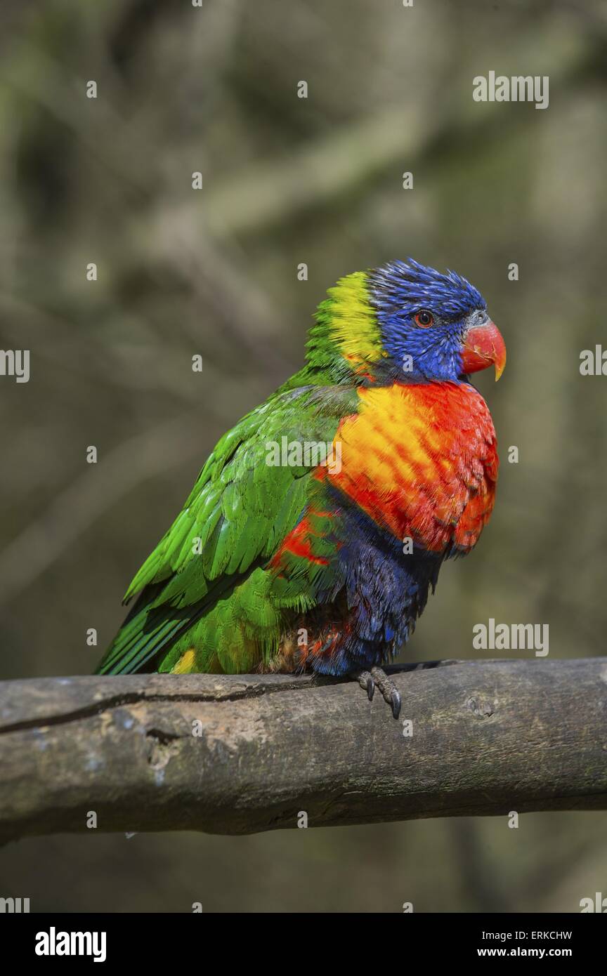 Bird Park Marlow Foto Stock